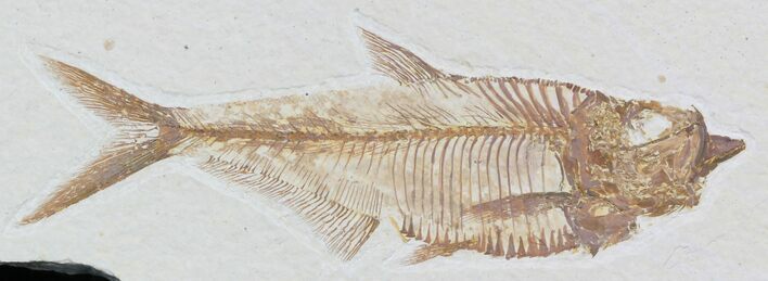 Detailed Diplomystus Fish Fossil From Wyoming #32779